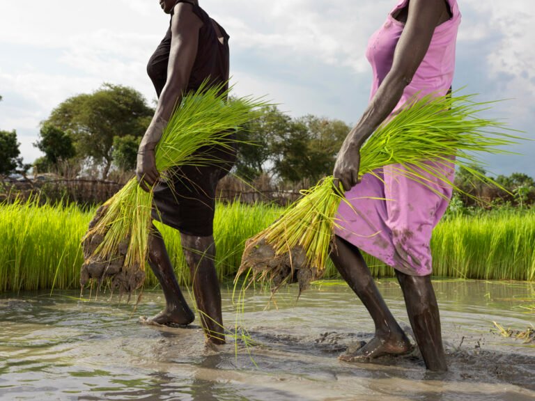 Two woman standing in ankle deep water carrying rice plants