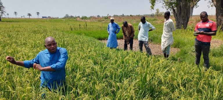 Picture in April 2023, shows a rice farm in Majin Gari, Lavun Local Government Area of Niger State (Long: 6.113753, Lat: 9.07204), Nigeria, by Salihu Idris (in the plot), was fertilized solely with biochar and compost, and no synthetic fertilizers, yielded 4.5 tons/ha, without any release of carbon emissions from the farming activity. The farmer, Salisu, is one of the participants of the USAID Feed the Future Nigeria Agricultural Extension and Advisory Services Activity implemented by Winrock International.