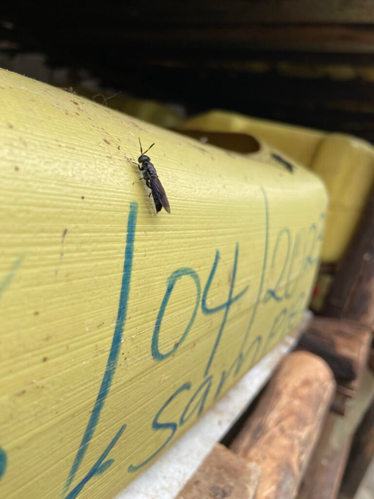 A black soldier fly rests on a jerry can filled with organic waste feed