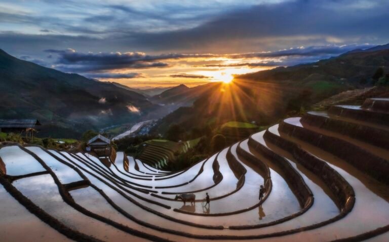 The image of rice fields is starting to be planted with wet rice in the spring crop. The farmers worked hard and had a buffalo as a companion. The terraced fields in Sapa - Vietnam are very beautiful. This season of the year is very suitable for planting wet rice. People have grasped the favorable climate to grow wet rice.