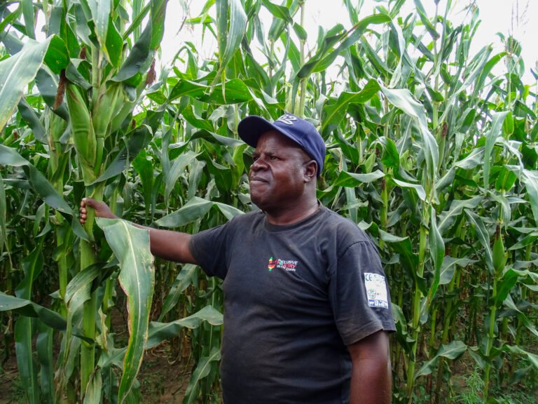Man standing in field of corn holding corn stalk that is taller than him