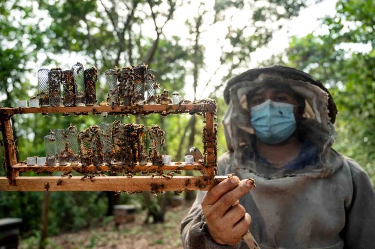 Buzzing Resilience: The Beekeeper's Journey to Genetically Improved Queens