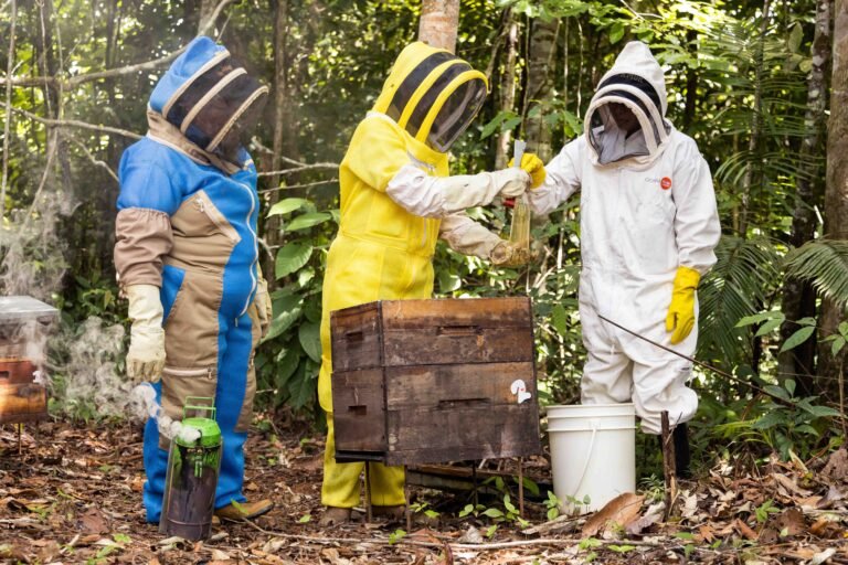 Artificial feeding of bees