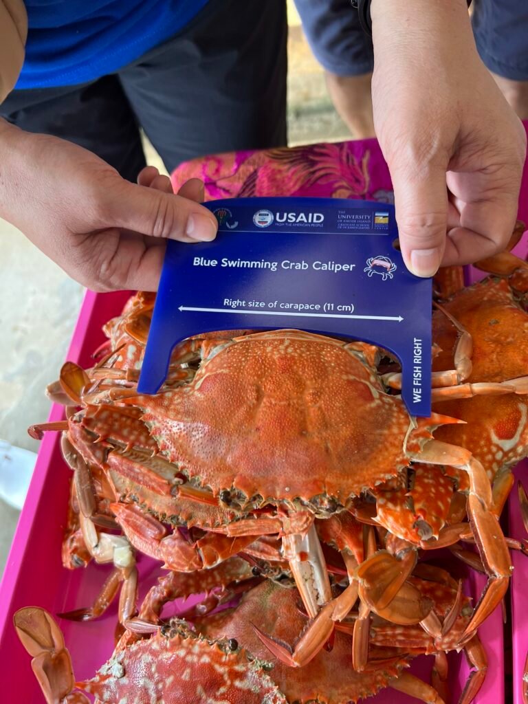 Caliper serves to guide the fishers in right sizing their BSC catch