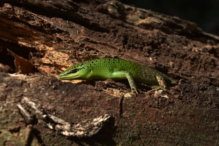 Mt. Mantalingahan and its various flora and fauna species