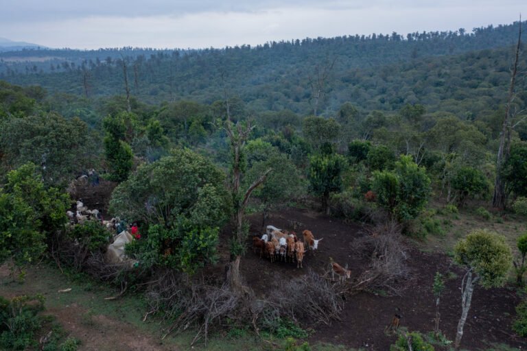 Herders and livestock graze in an area of Kirisia Forest that is meant to be protected from such activities.