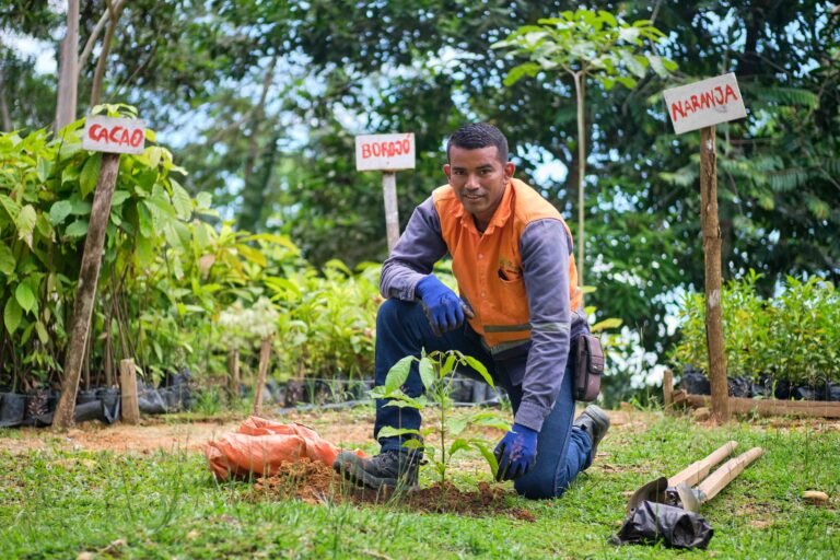 Regenerating forests, creating life