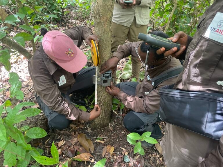 Eco-guards and bio-monitors setting up a camera trap supported by USAID-funded West Africa Biodiversity and Low Emissions Development (WABiLED)