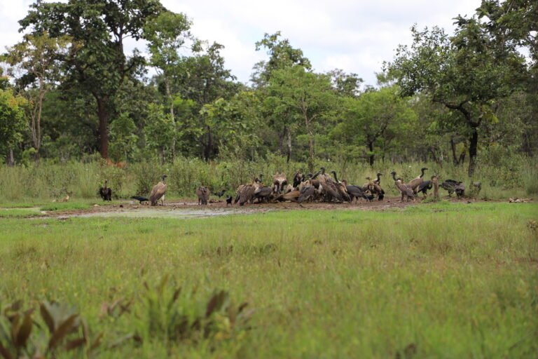 Vulture Restaurant, at Siem Pang Wildlife Sanctuary/Toul Kaamnob Ranger Station, Stung Treng province, Cambodia, where there are around 70 vultures who eat carcasses for food, and every week, the Rising Phoenix team provides food (at least one or two cows or buffaloes) to those vultures.
