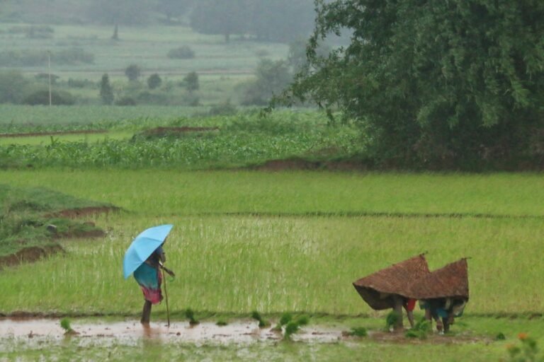 AphonicAnchal view of this image is perfect for describing "Climate-Resilient Agriculture" theme as in this image content has two same objects of climate protection, one is made in urban area (fabric umbrella) and other represents rural creativity, made by hays and bamboo shoots. It doesn't matter what these farmers are holding but it matters how much these farmers are resilient to take the climate challenge.