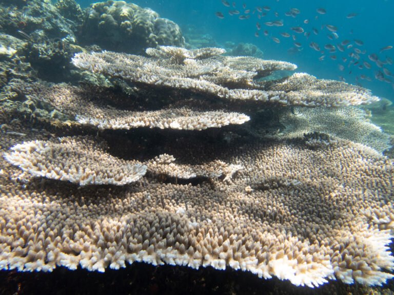Siete Pecados Underwater