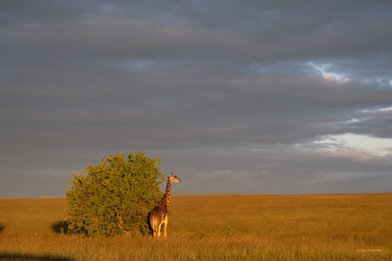 Giraffe standing next to tree in savannah