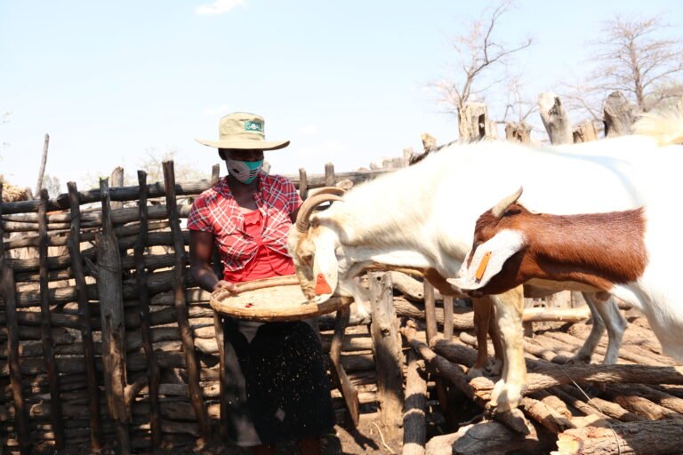 women feeds her two goats