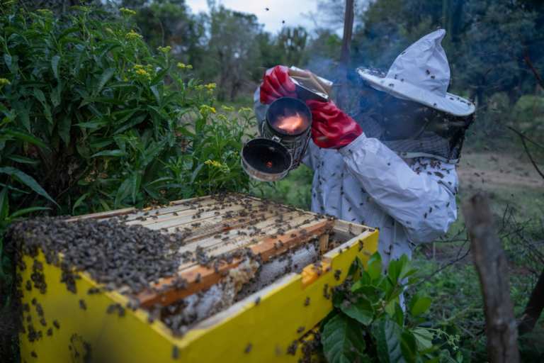 Alternative livelihoods such as beekeeping are essential to uplifting communities while protecting forests.