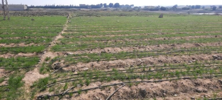Wheat_smallholder_farmers_cultivation_on_terraces__and_drip_irrigation_in_Qena-