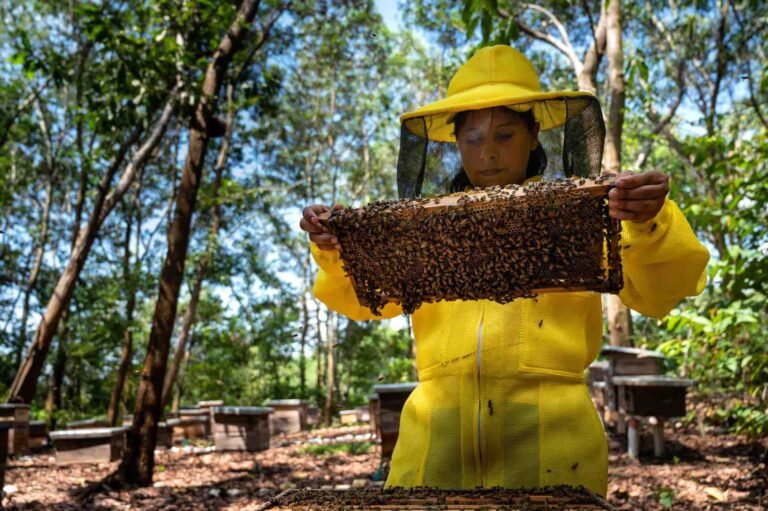 Empowering Beekeeping: Embracing Genetically Improved Bees for Productivity and Resilience