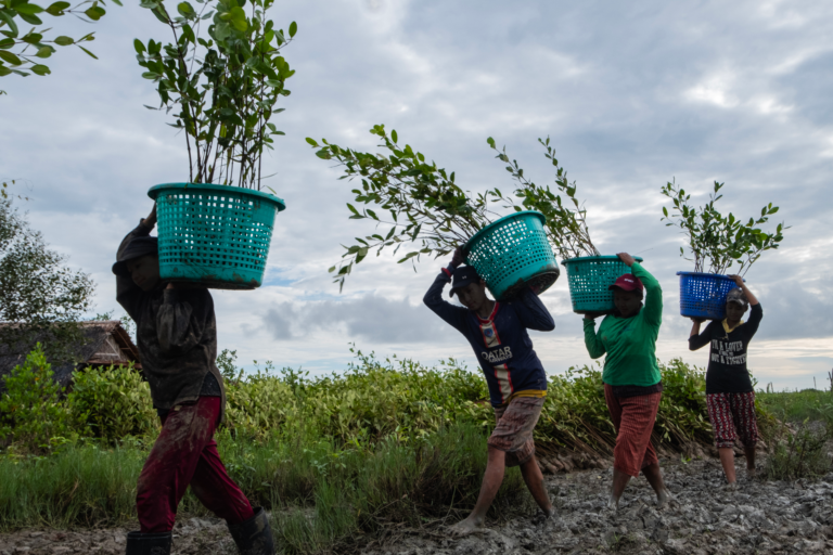 Women carrying baskets of mangrove seeds over their head