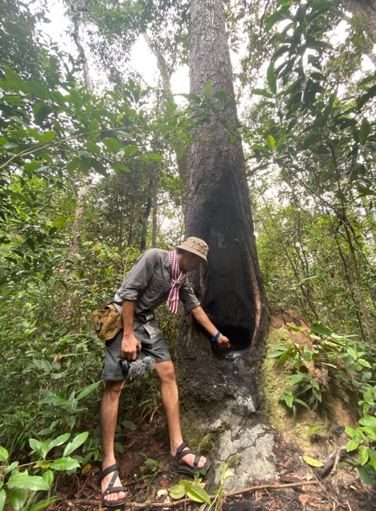 A Cambodian social media influencer aids in collecting resin from a tree base