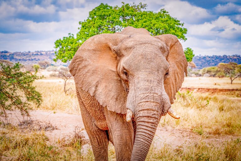 Close-up photo of an elephant walking in a dry environment.