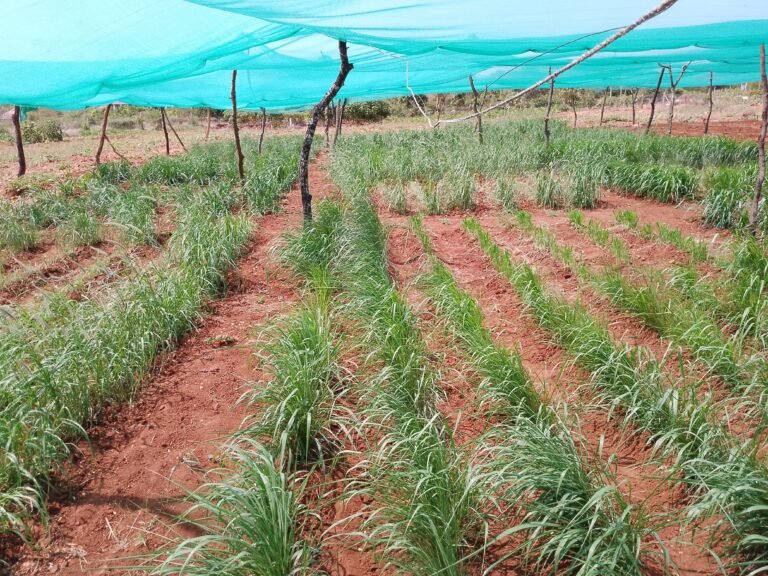 A crop of forest grasses grows under a blue net supported by sticks.