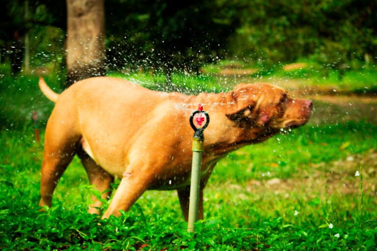 A dog stands next to a sprinkler spraying water on a crop field.
