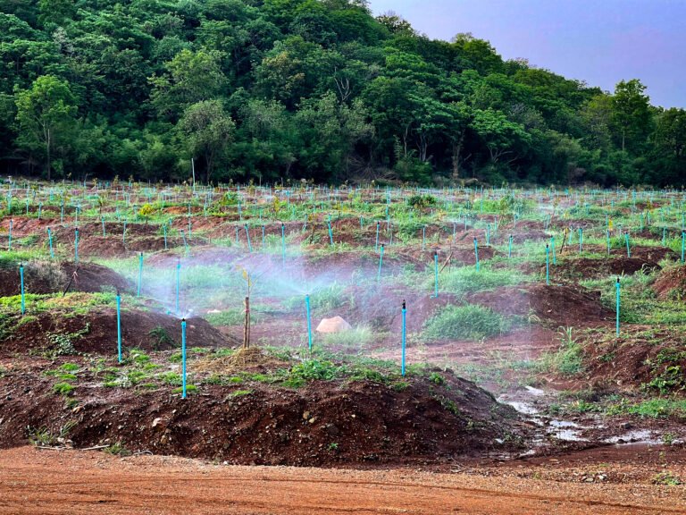 Field of dirt mounds with many sprinklers spraying water.