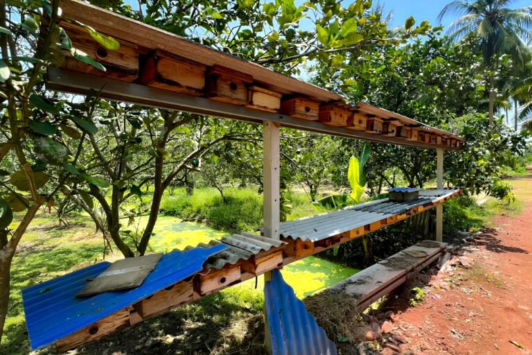 Several small wooden structures with metal roofs that house stingless bees.