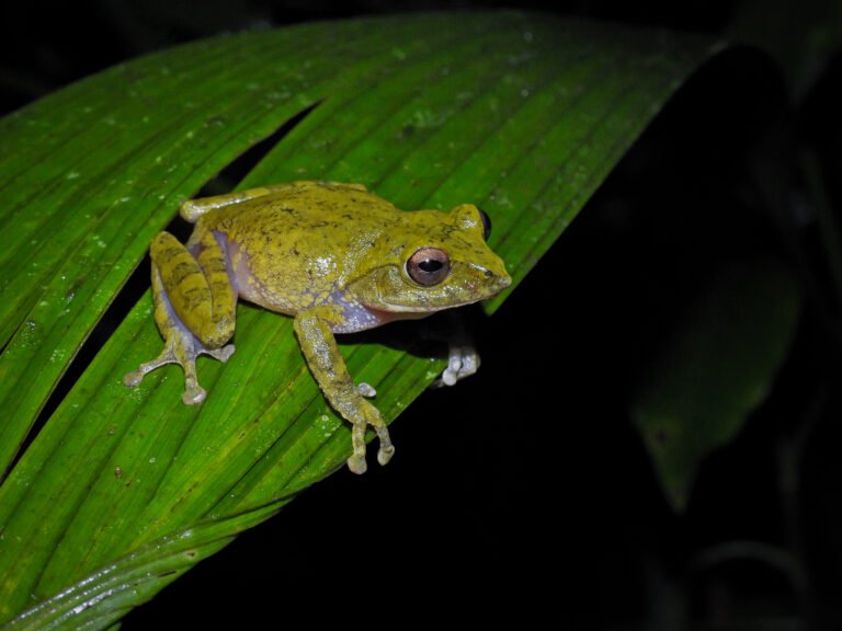 A small green frog sits on a leaf.