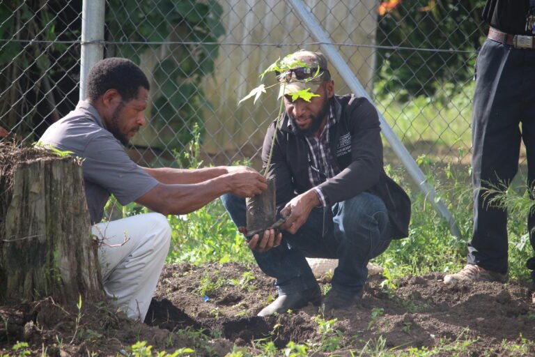 Two men kneel down to plant a tree outside a fence.