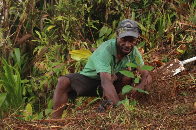 A local man crouching down to plant a tree sapling.