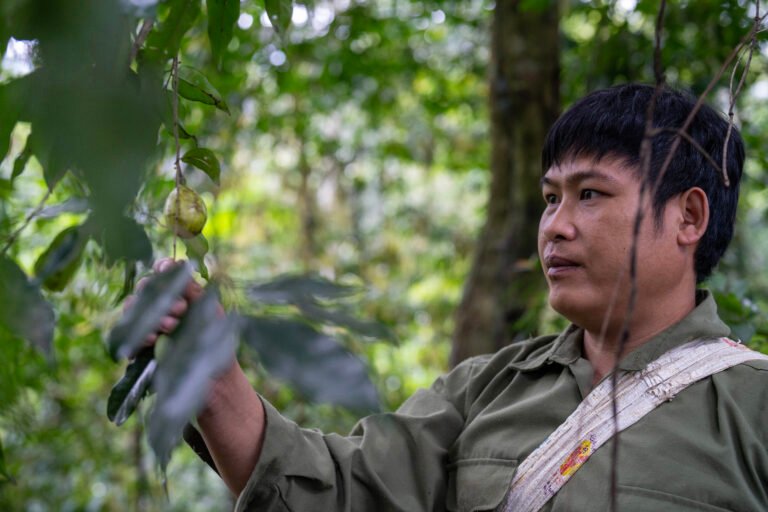 A member of a community forest patrol looking at a piece of fruit that’s at eye level.