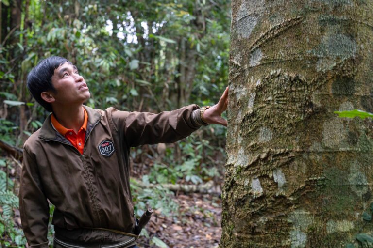 A member of a community forest patrol touches a large tree while looking up at it.