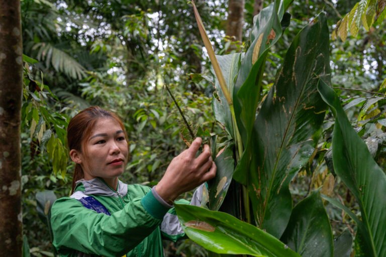 A member of a community forest patrol touches a large plant.