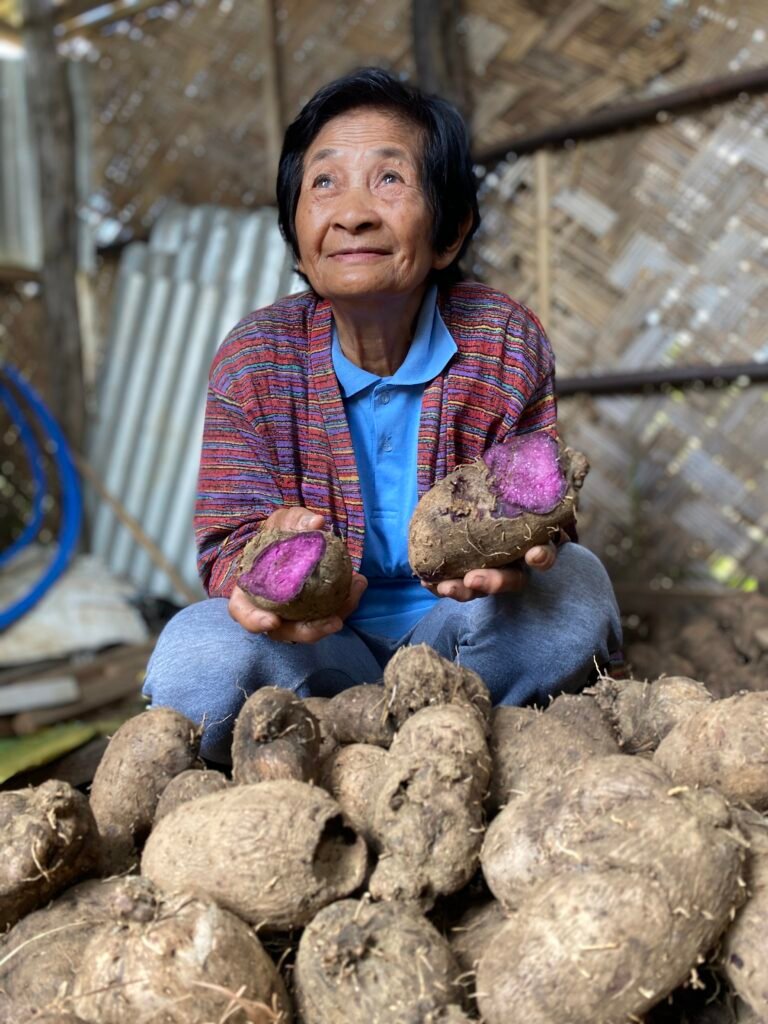 Older woman crouching behind pile of ube with two pieces of ube in her hands