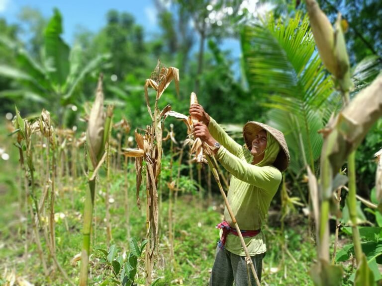 A man wearing a sun hat reaches to break corn from the stalk in a crop field.