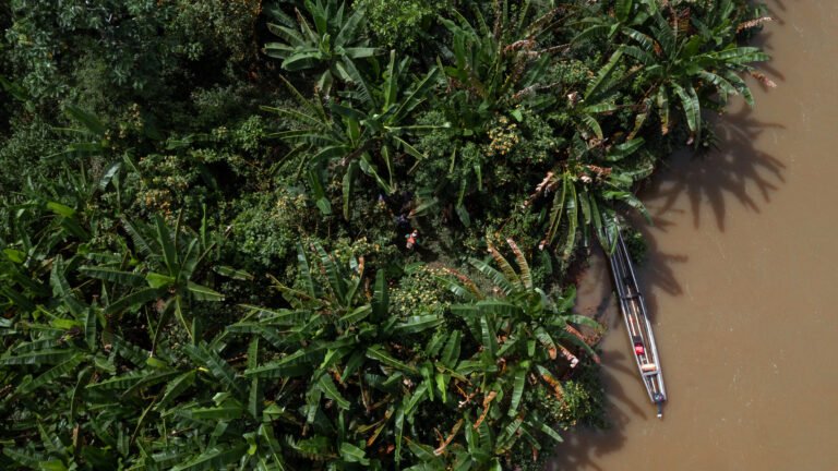 Drone shot of a small boat tied up at the edge of a banana plantation as a person walks among the crops.