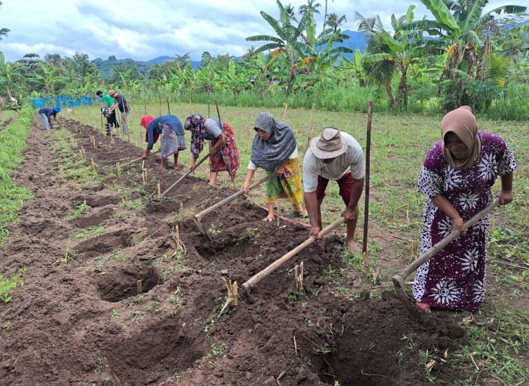 A row of people tend their land to grow crops.