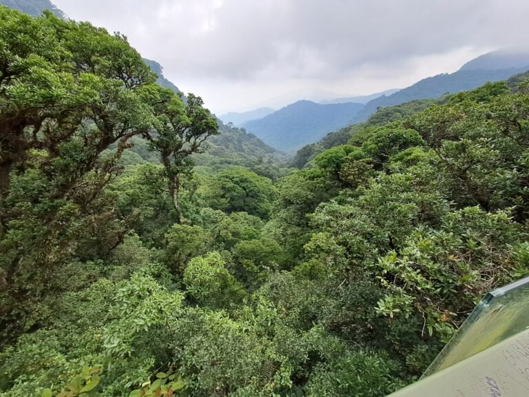 Forsest-covered mountains under low-hanging clouds.