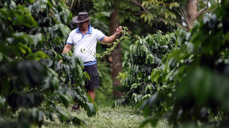 A farmer walks between his lush coffee plants, tending to them as he goes.