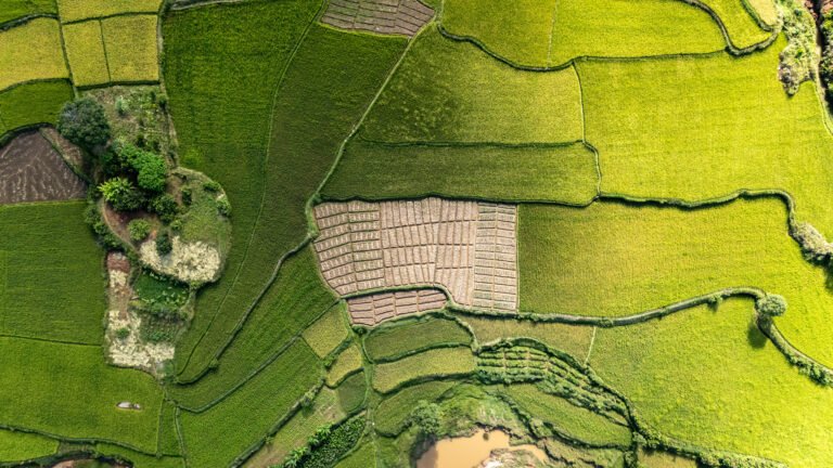 Ariel view of cultivated rice fields.