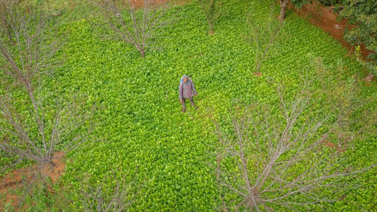 Aerial view of male farmer standing among his rice fields.