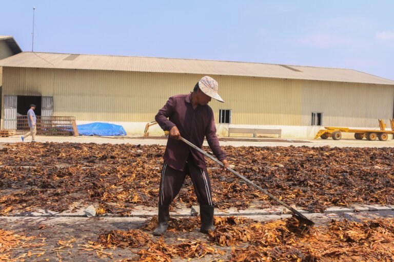 A man wearing a hat uses a rake to separate piles of sun-dried mango peels outside a facility.