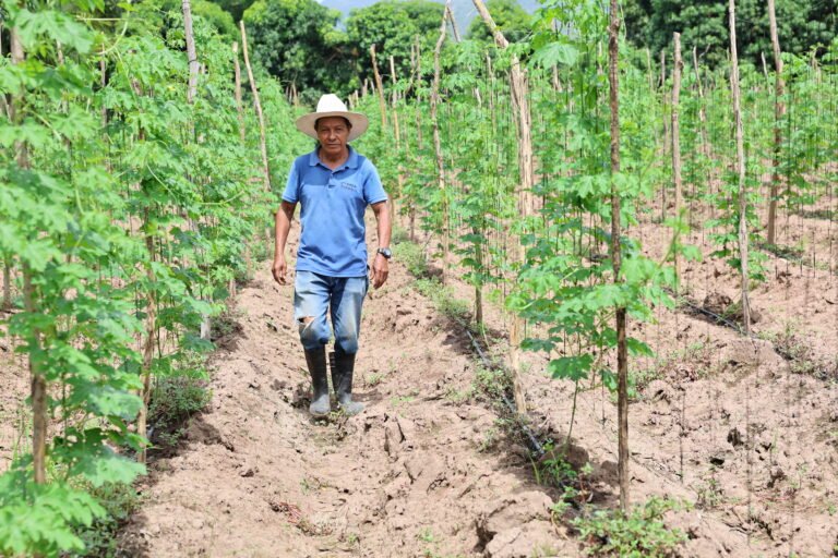 A farmer wearing a hat walks through rows of tall okra plants.