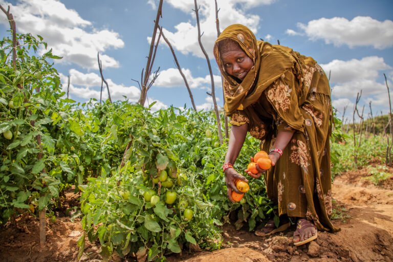 A woman looks up from harvesting tomatoes.