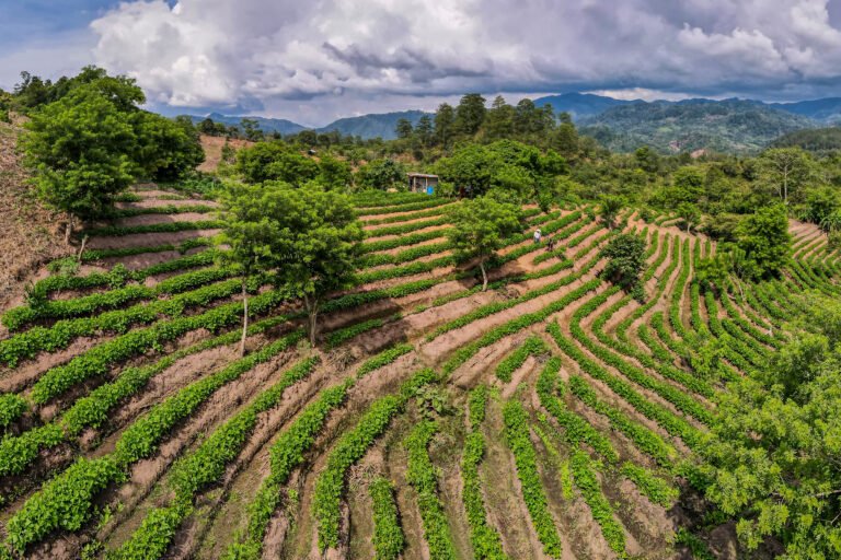 Rows of crops planted in a hilly landscape among sporadic trees, with mountains and clouds in the background.