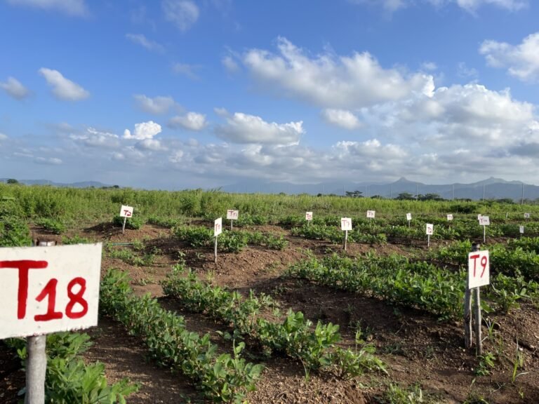 A photograph of peanut plants in the field at a research station in Haiti.
