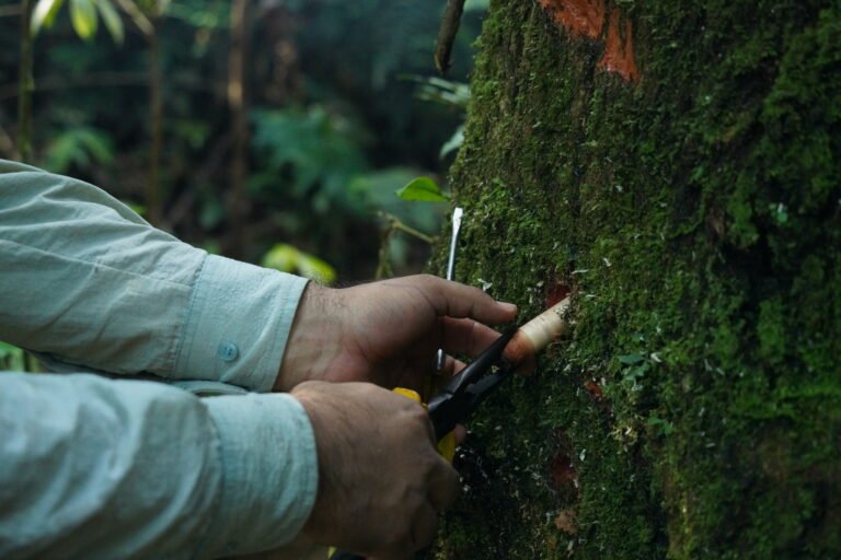 Two hands extracting a wood sample from a standing tree in the forest