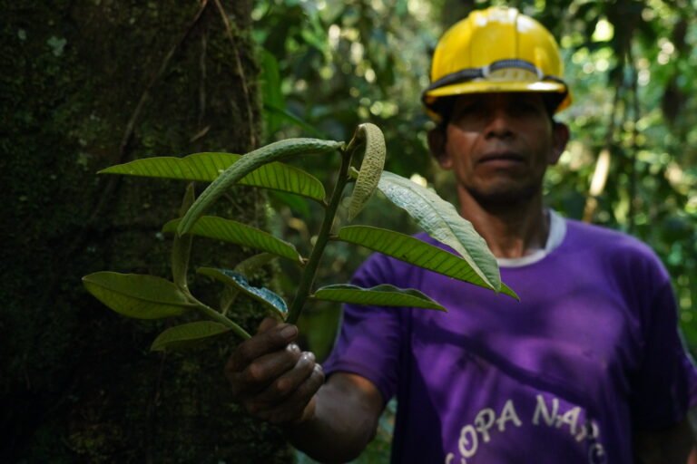 Botanical collector holding tree leaves in the forest with a yellow helmet