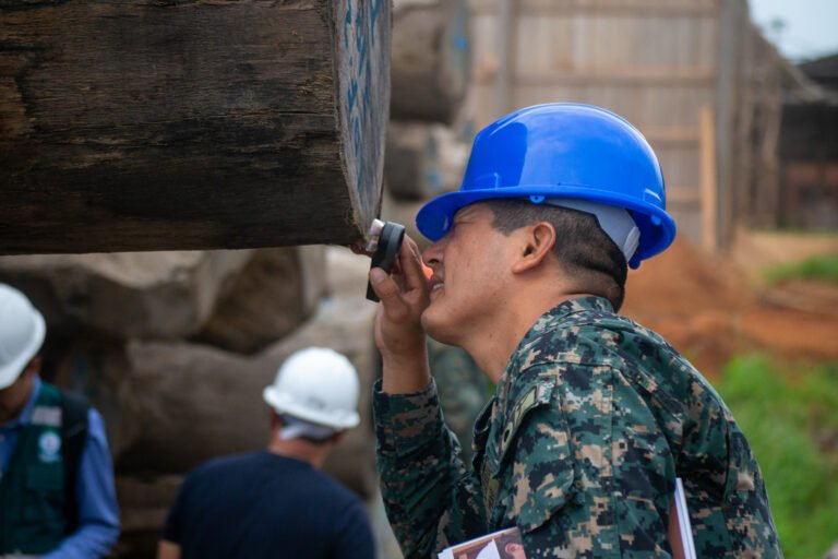 A uniformed DICAPI officer wearing a blue helmet looks at a wooden stump in a sawmill with a magnifying glass