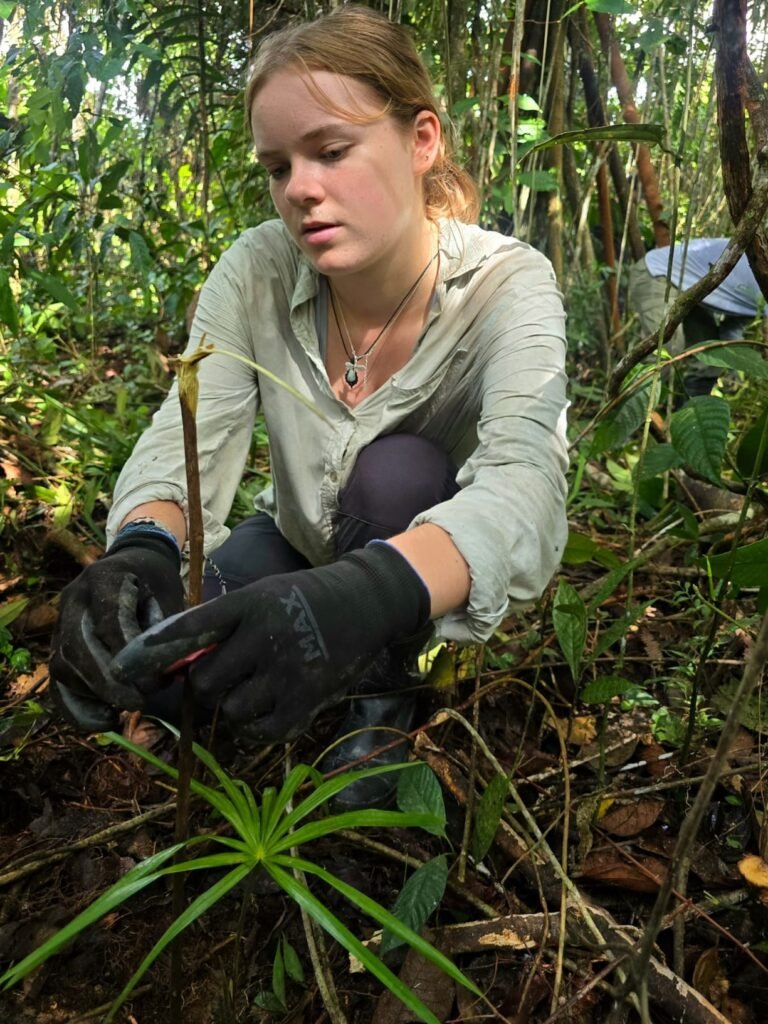A volunteer crouching down with hands wrapped around a plant